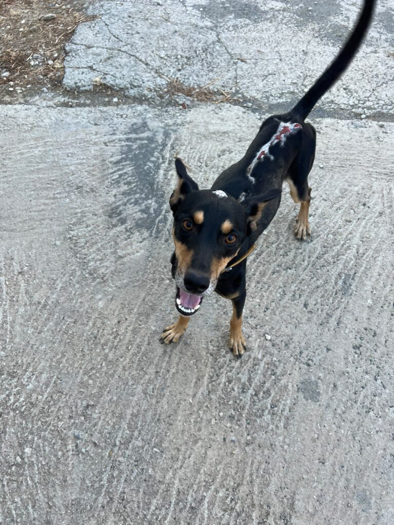 Cooper