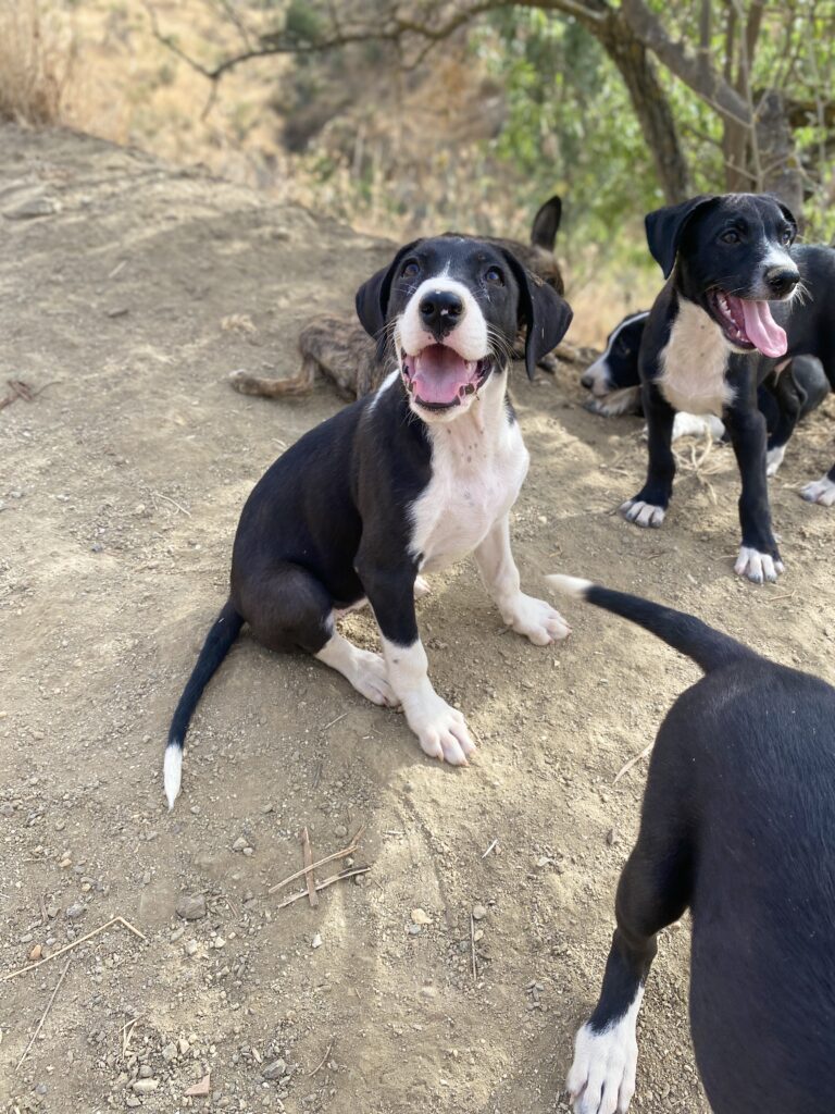 Nala